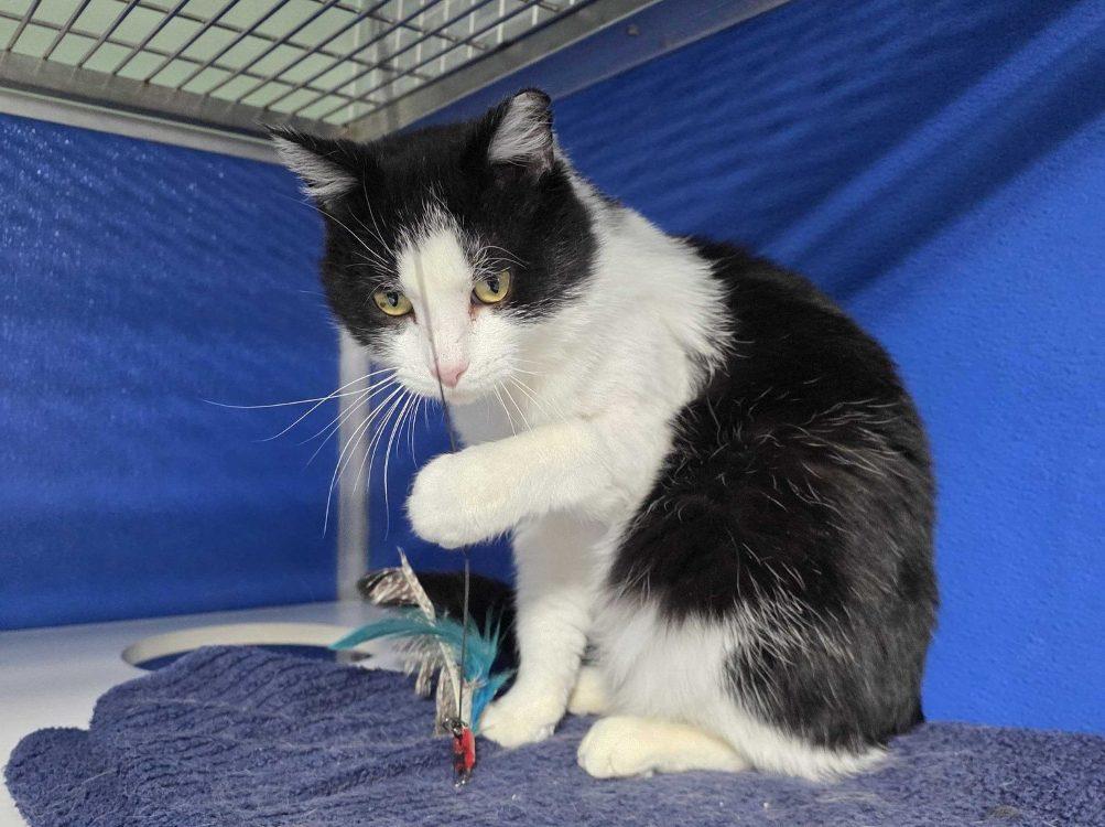 Enlarge Reyson, a Adoptable Domestic Short Hair in Colorado Springs, CO image 3/3