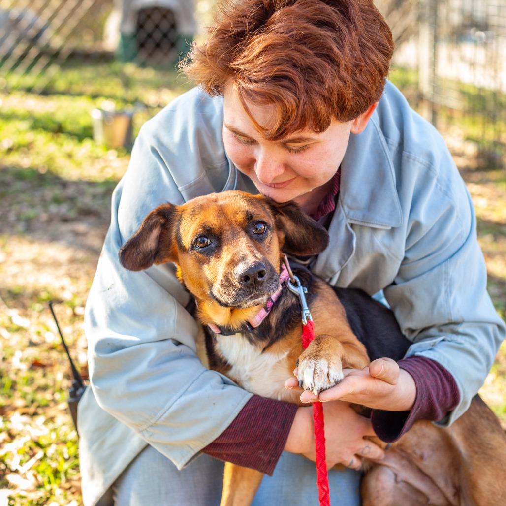 Enlarge Byhalia, a Adoptable mixed breed in Hattiesburg, MS image 1/2
