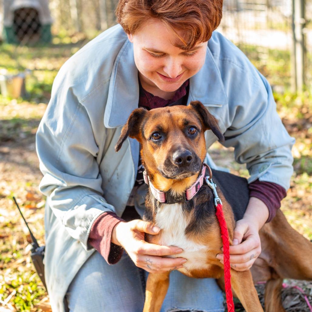 Enlarge Byhalia, a Adoptable mixed breed in Hattiesburg, MS image 2/2