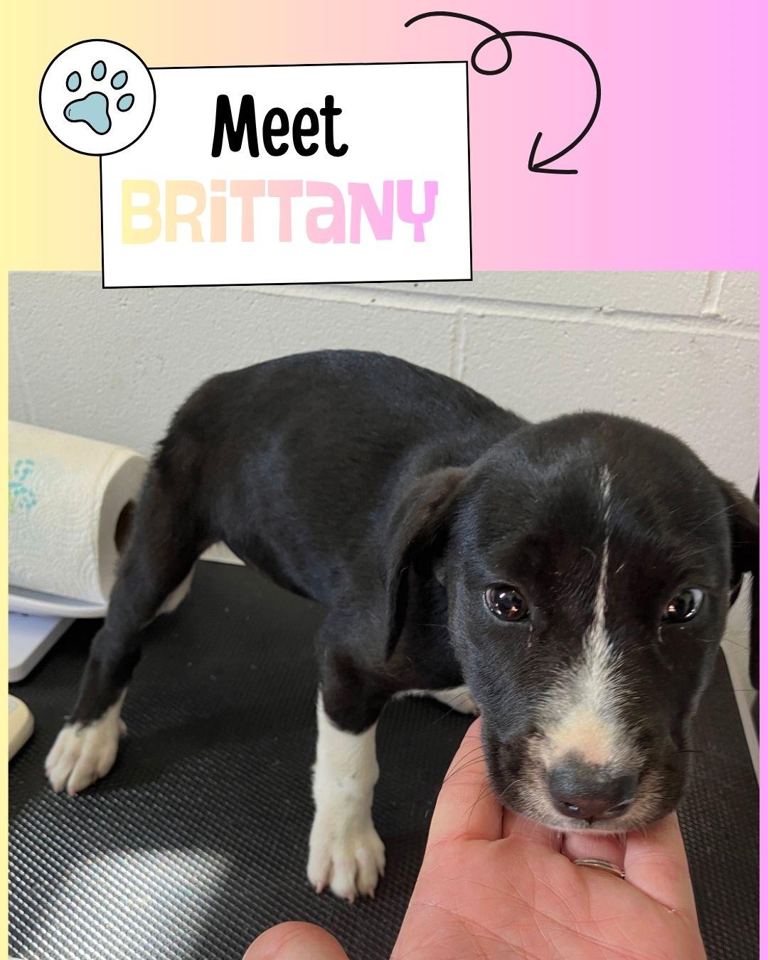 Brittany, ADOPTABLE, Puppy Female Shepherd.