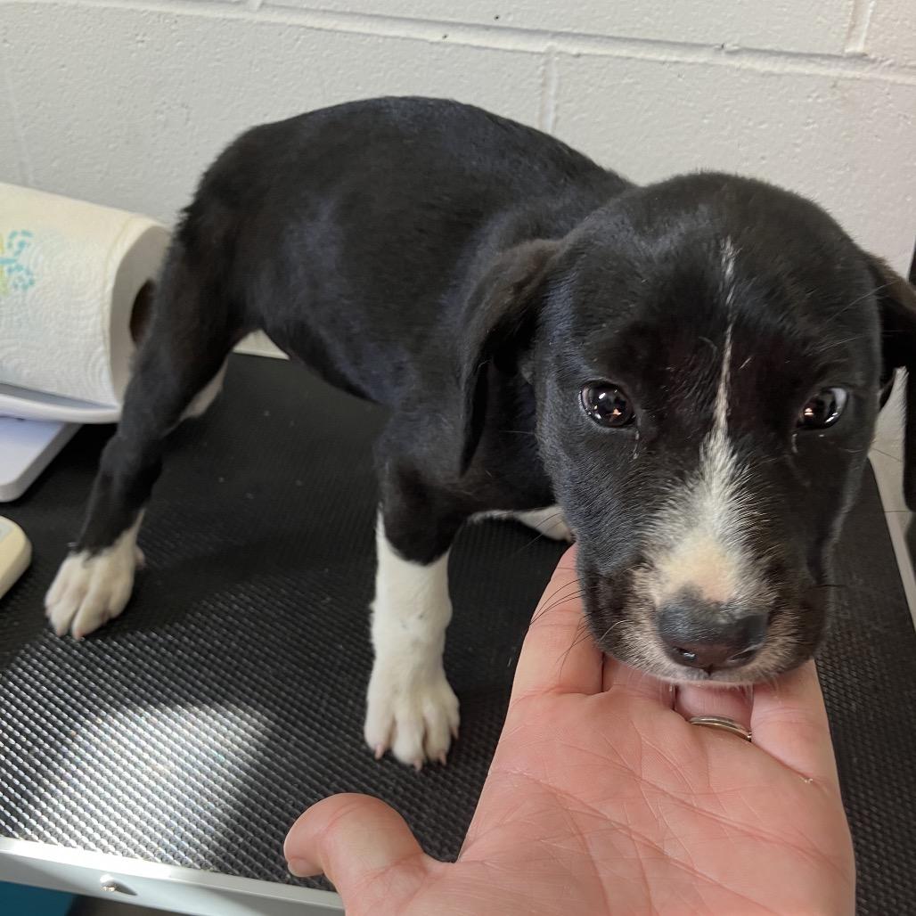 Brittany, a ADOPTABLE mixed breed in Sulphur, KY image 2/2