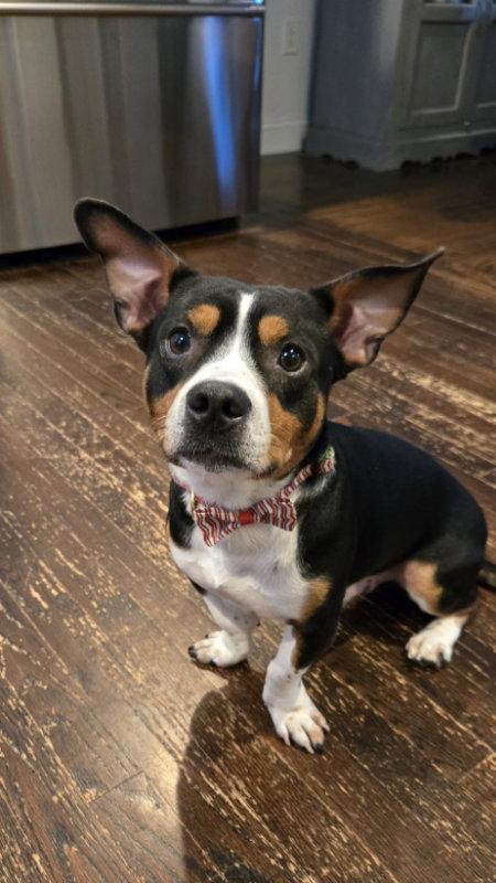 Archie, a Adopted mixed breed in East Derry, NH image 2/3