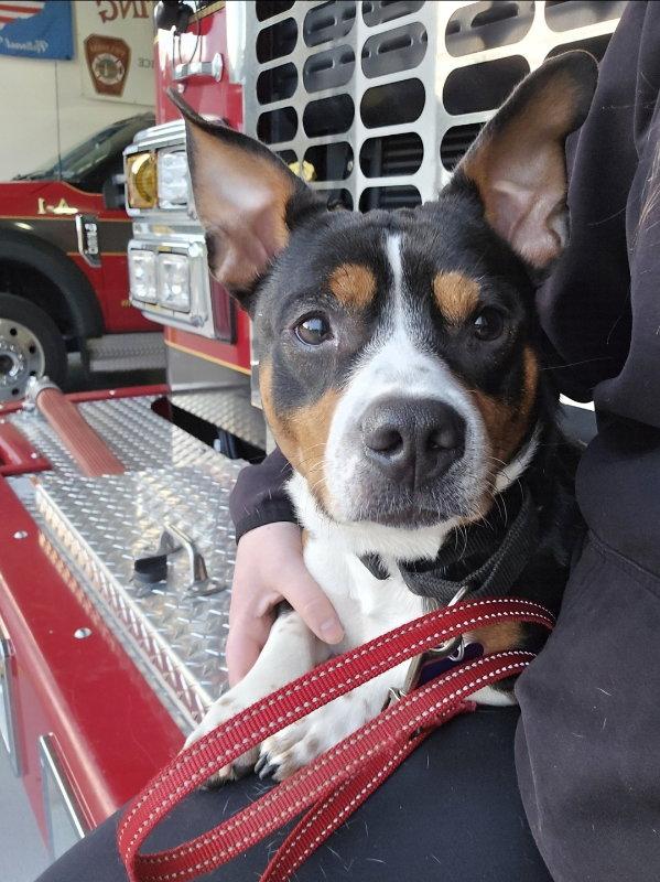 Archie, a Adopted mixed breed in East Derry, NH image 3/3