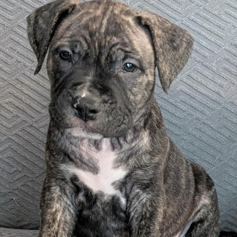 Buzz, adopted, Puppy Male Pit Bull Terrier & Mastiff.