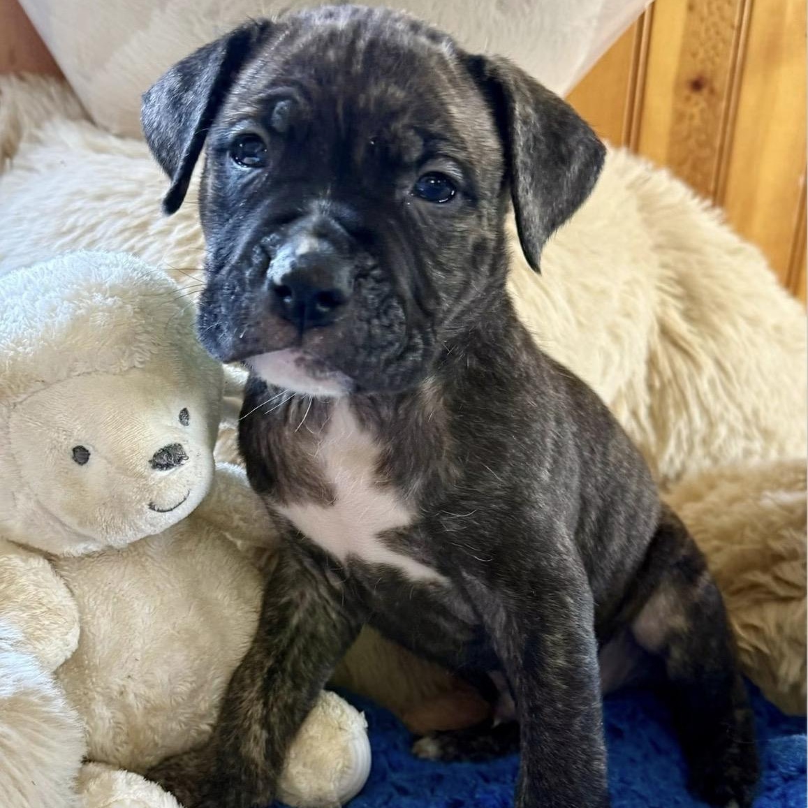 Buzz, an adopted mixed breed in Buffalo, NY image 6/6