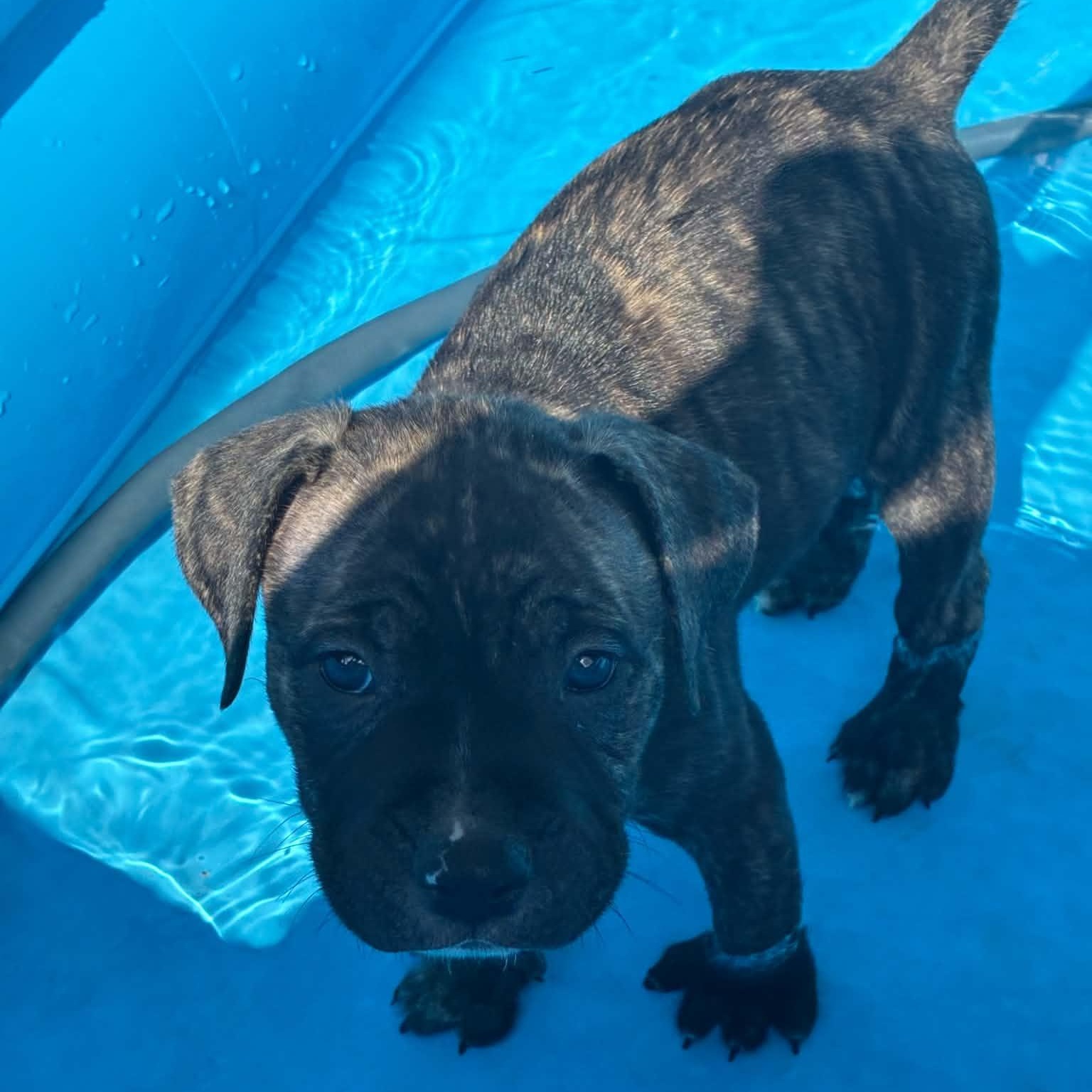 Buzz, an adopted mixed breed in Buffalo, NY image 4/6