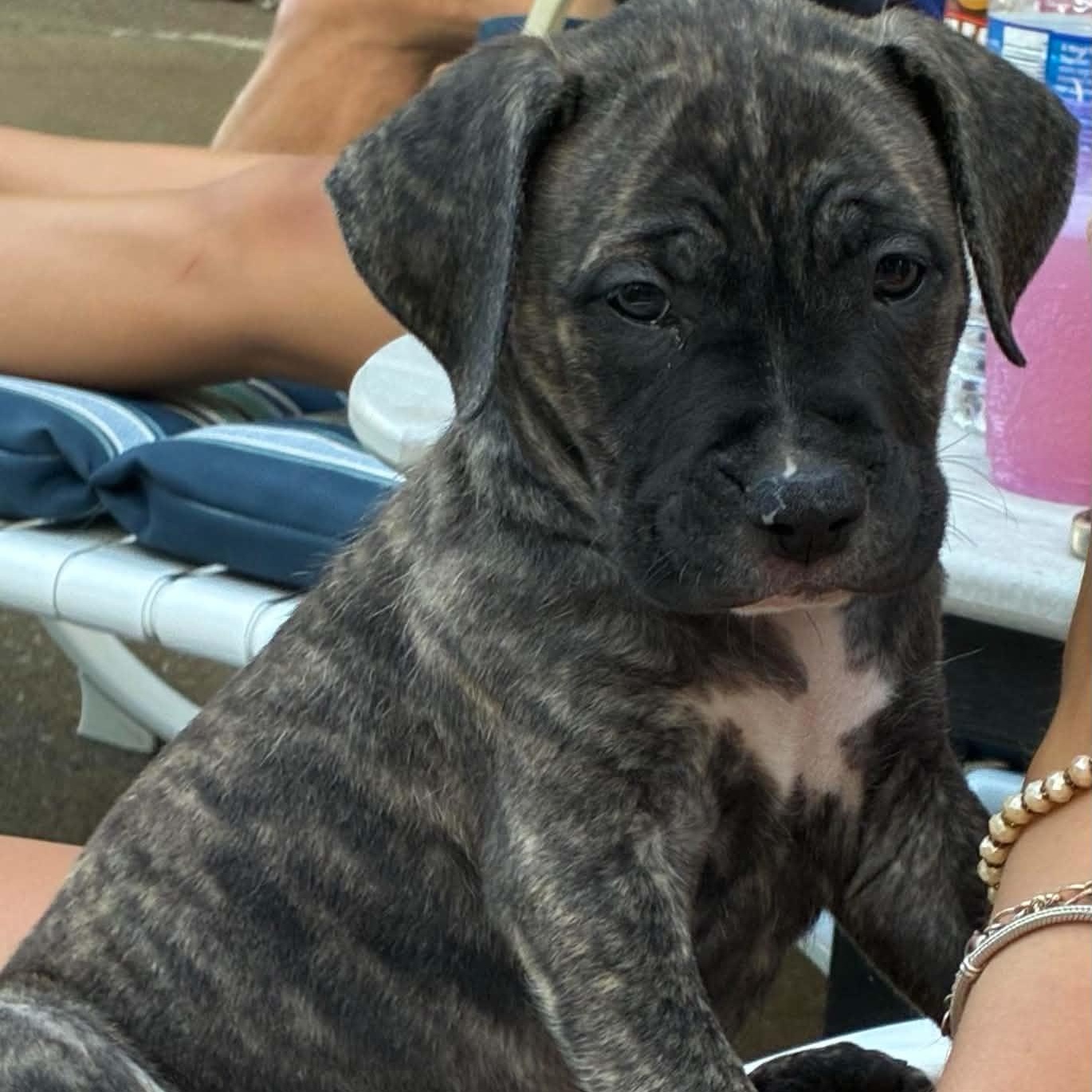 Buzz, an adopted mixed breed in Buffalo, NY image 3/6