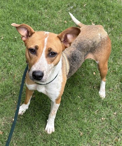 Grace, Adoptable, Adult Female Fox Terrier & Mixed Breed.