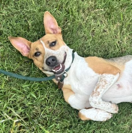 Enlarge Grace, a Adoptable mixed breed in Fort Worth, TX image 2/3