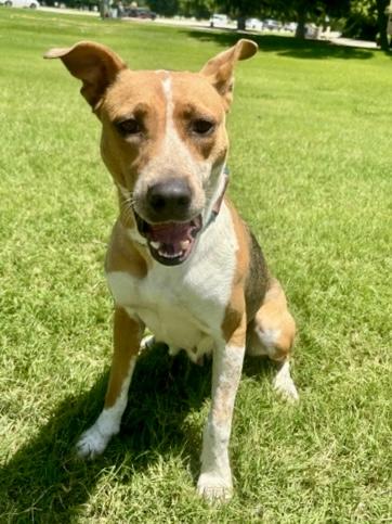 Enlarge Grace, a Adoptable mixed breed in Fort Worth, TX image 3/3