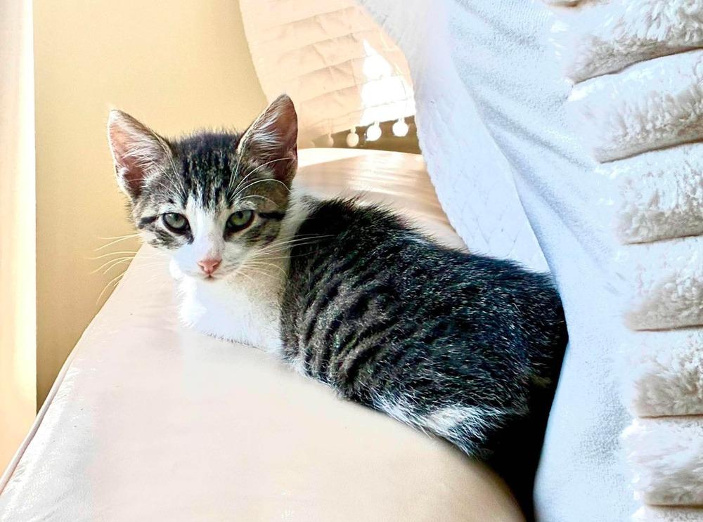 Enlarge Jasmine, a Adoptable Domestic Short Hair in Emerald Isle, NC image 3/6