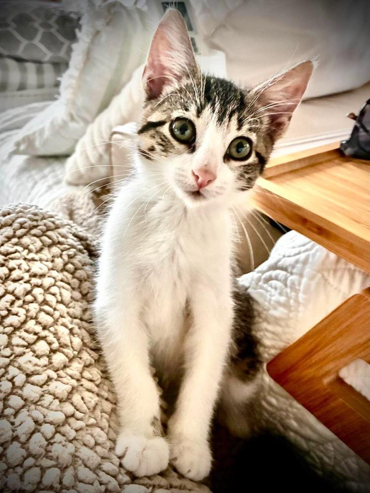 Enlarge Jasmine, a Adoptable Domestic Short Hair in Emerald Isle, NC image 5/6