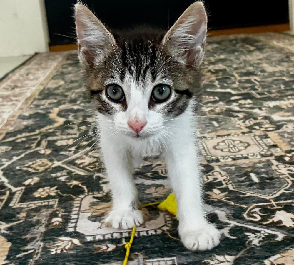 Enlarge Jasmine, a Adoptable Domestic Short Hair in Emerald Isle, NC image 6/6