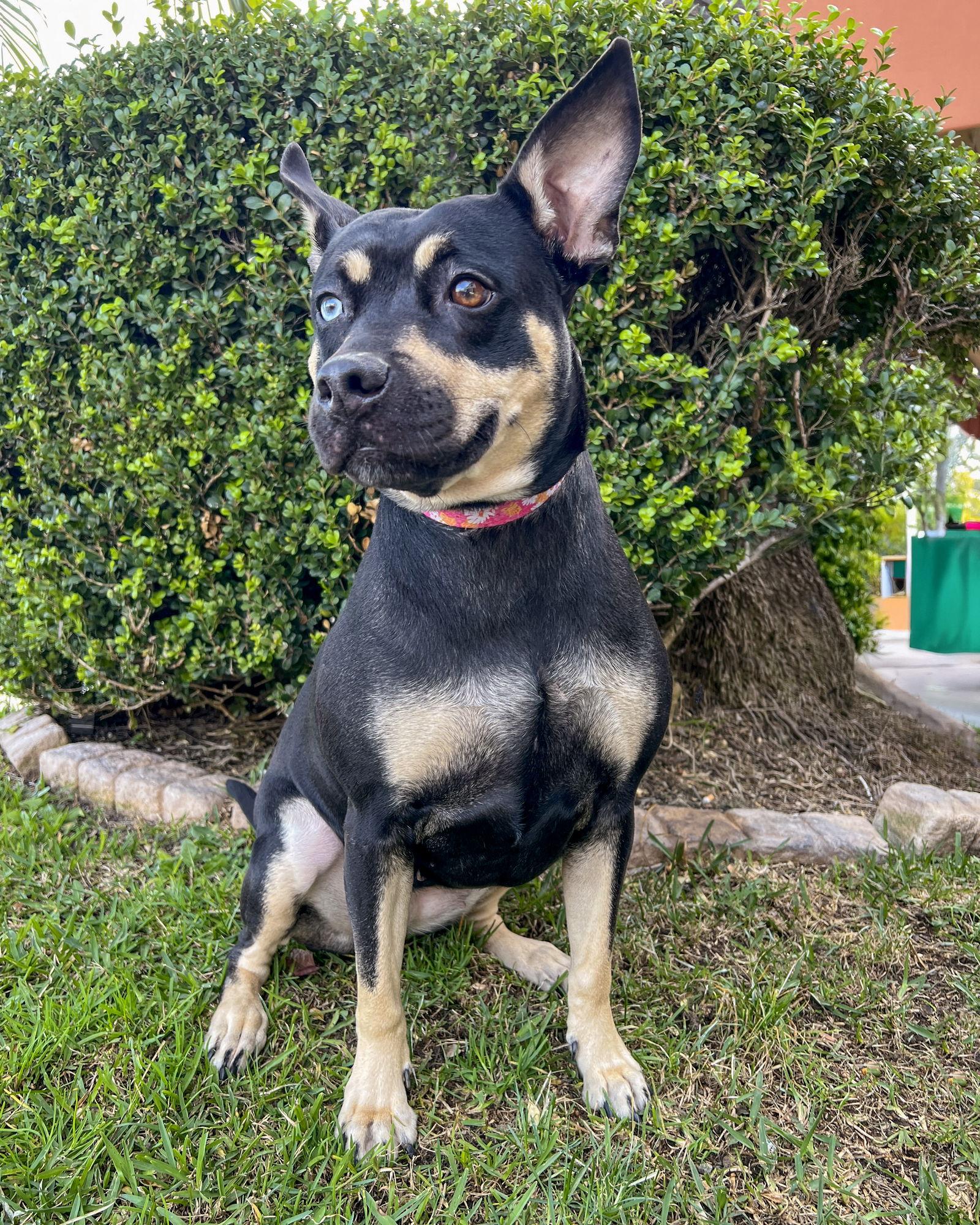 Royal, Adoptable, Adult Female Australian Kelpie.