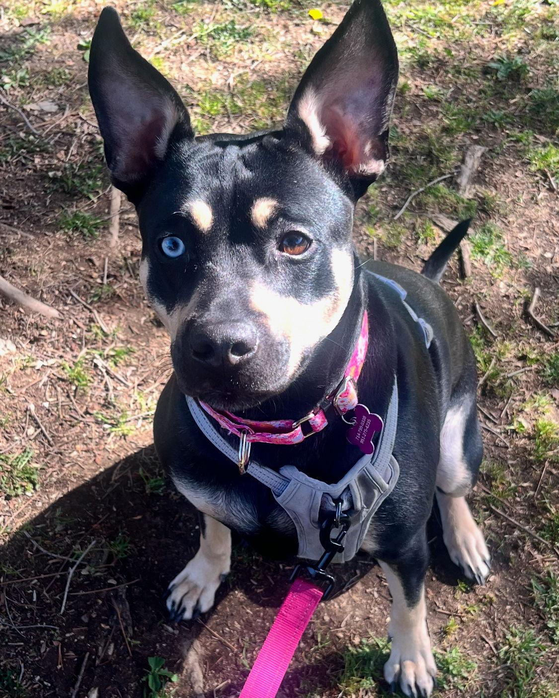 Royal, a Adoptable Australian Kelpie in Corona, CA image 2/3