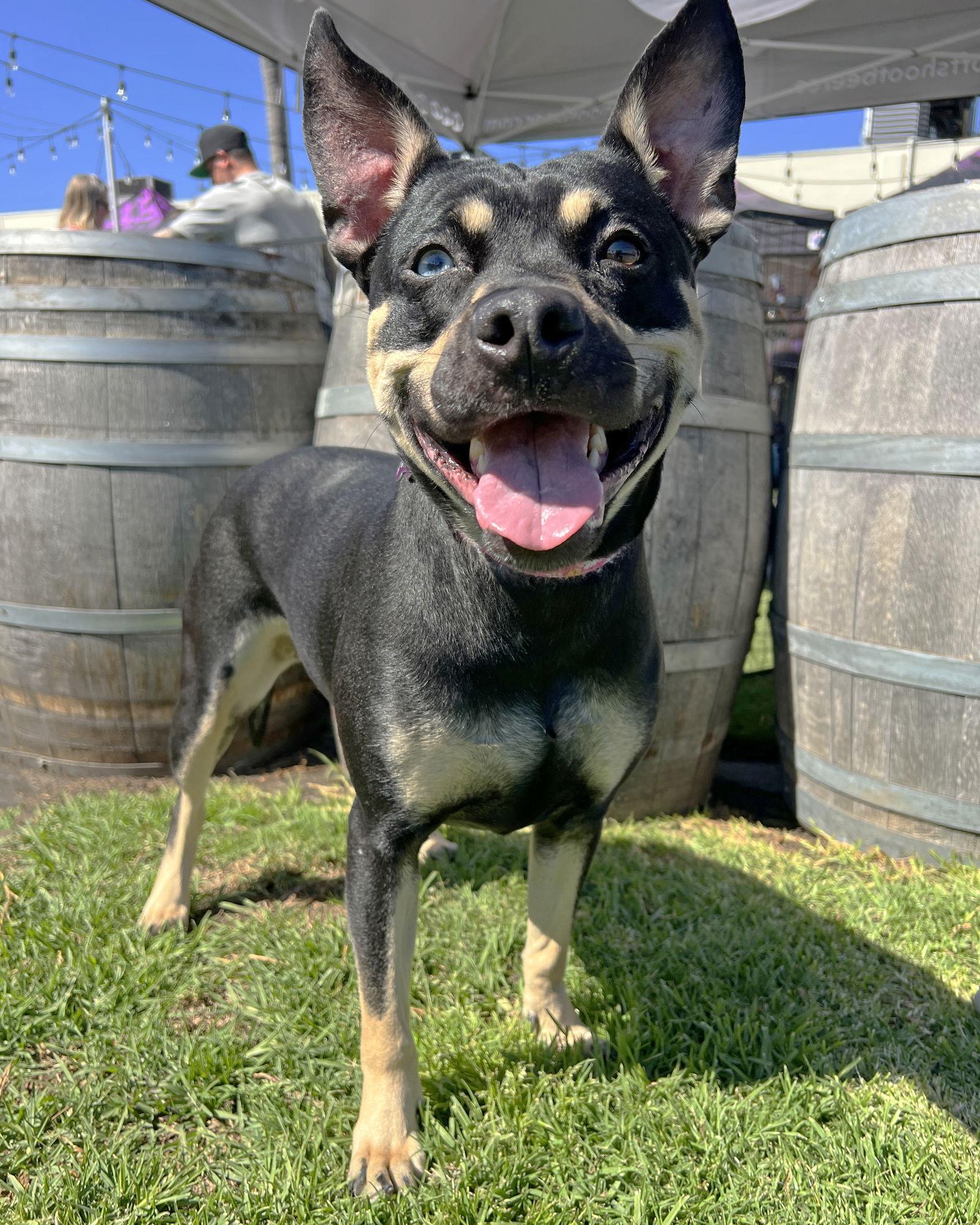 Royal, a Adoptable Australian Kelpie in Corona, CA image 3/3