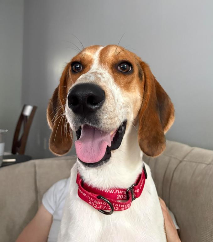 Waylon, Adoptable, Young Male Hound & Mixed Breed.