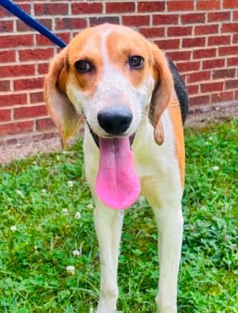 Waylon, Adoptable, Young Male Hound & Mixed Breed.