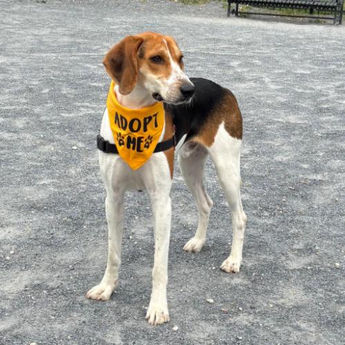 Enlarge Waylon, a Adoptable mixed breed in Washington DC, DC image 2/6