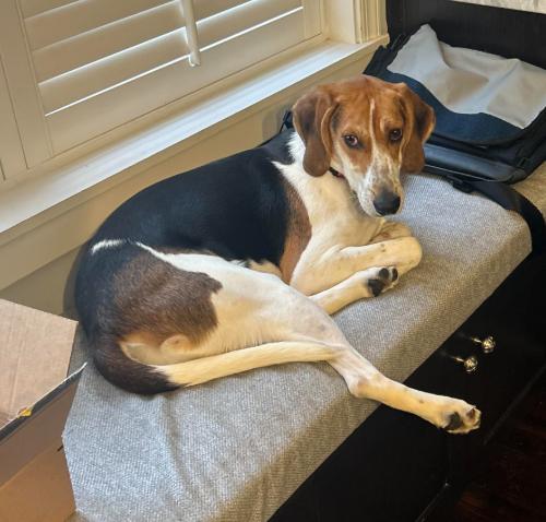 Enlarge Waylon, a Adoptable mixed breed in Washington DC, DC image 3/6