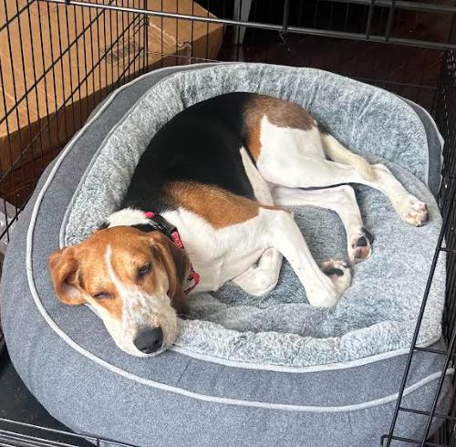 Enlarge Waylon, a Adoptable mixed breed in Washington DC, DC image 4/6