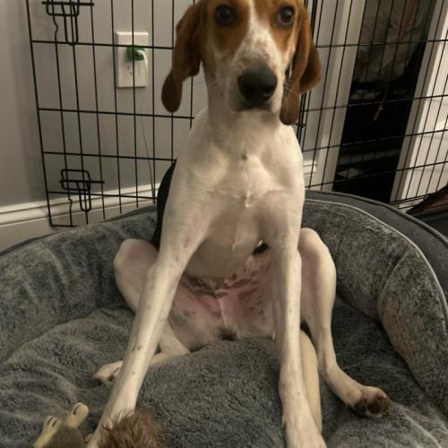 Enlarge Waylon, a Adoptable mixed breed in Washington DC, DC image 5/6