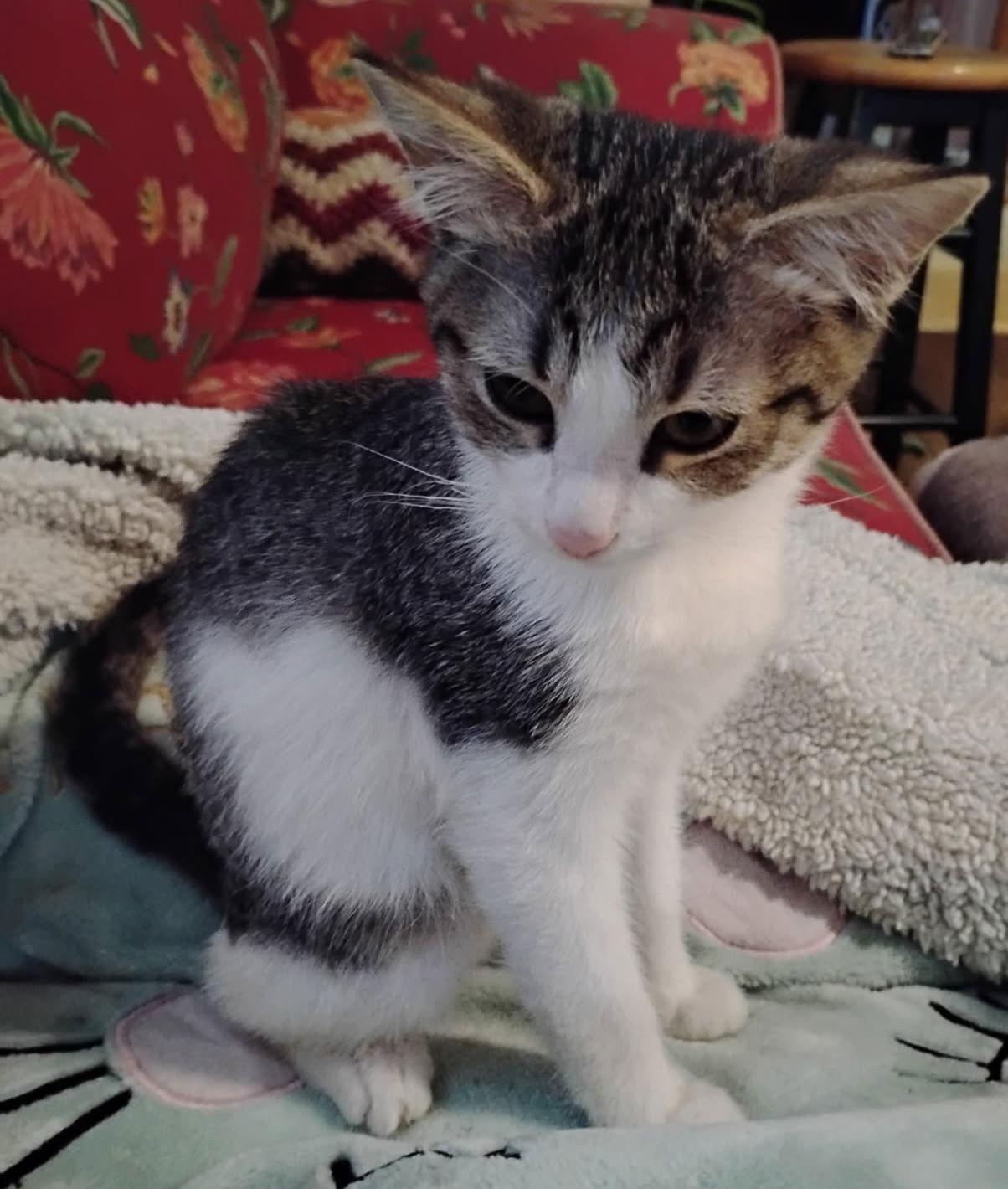 PECAN, Adopted, Kitten Male Domestic Medium Hair.