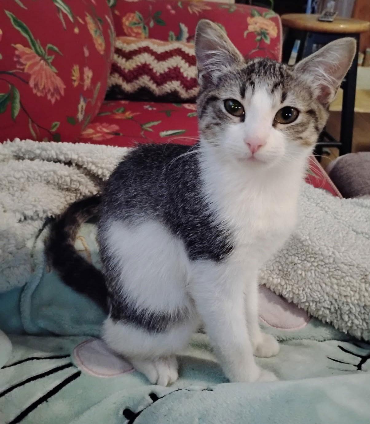 Enlarge PECAN, a Adopted Domestic Medium Hair in San Antonio, TX image 2/3