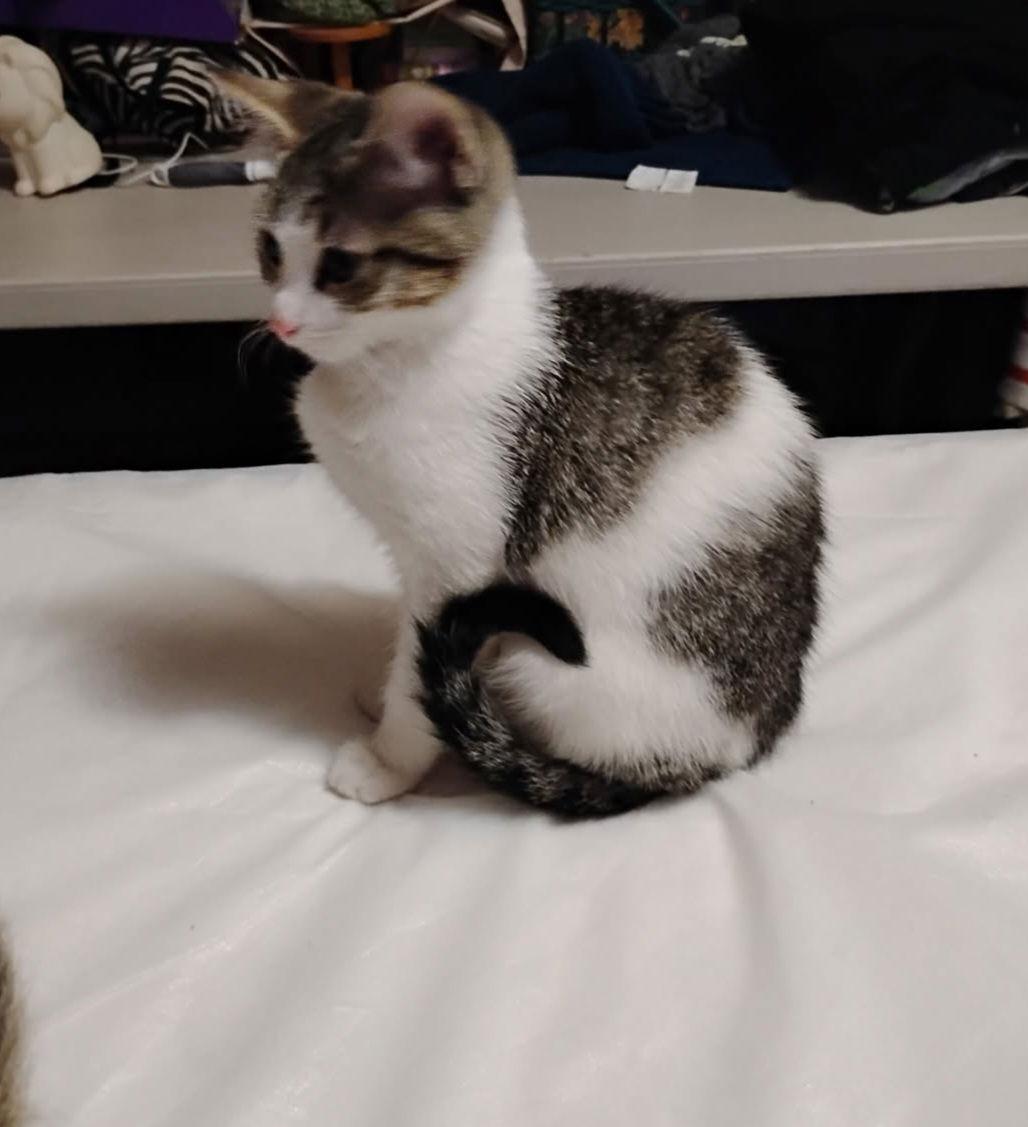 Enlarge PECAN, a Adopted Domestic Medium Hair in San Antonio, TX image 3/3