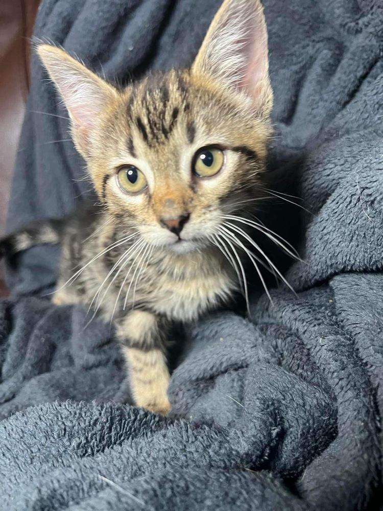 Enlarge Nester, a Adopted Domestic Short Hair in Hudson, NH image 1/4