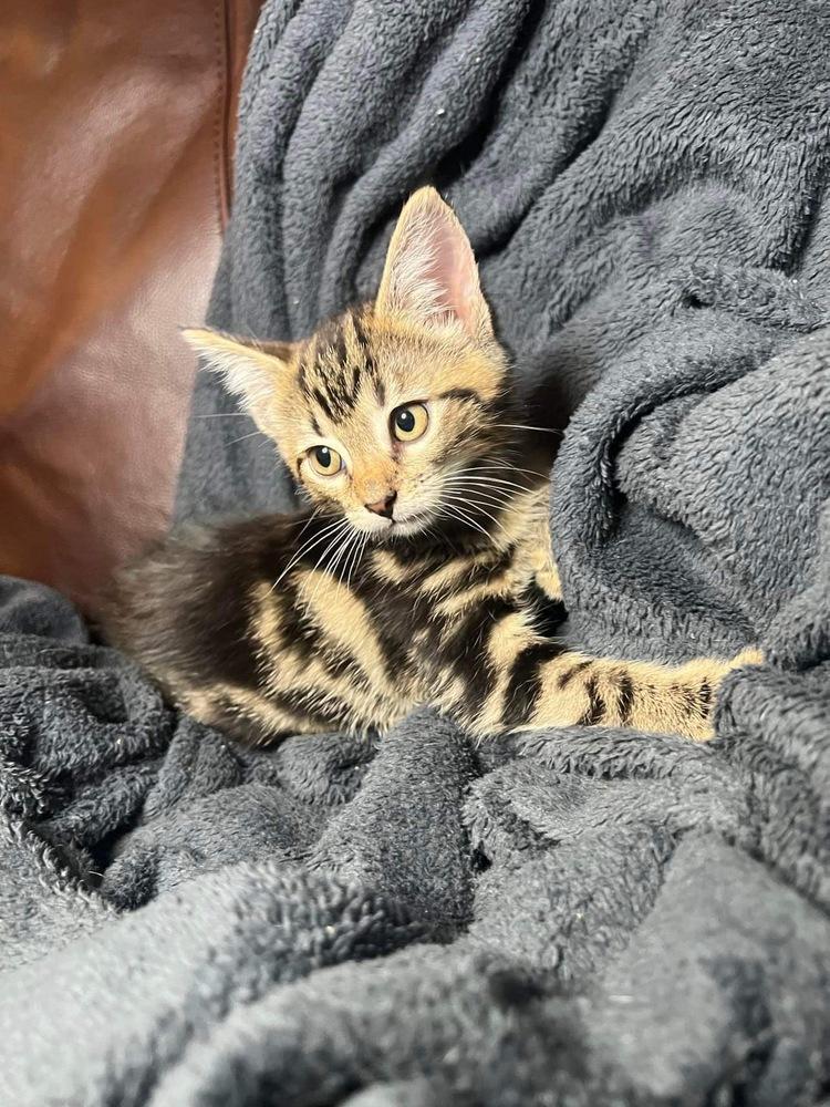 Enlarge Nester, a Adopted Domestic Short Hair in Hudson, NH image 2/4