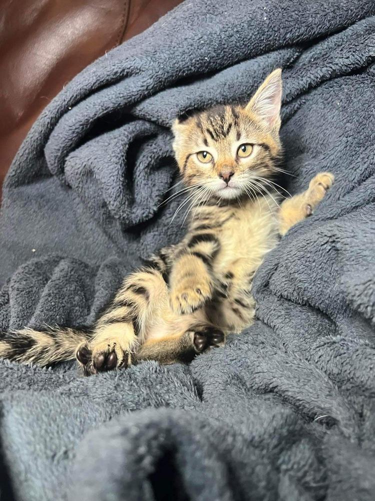 Nester, Adopted, Kitten Male Domestic Short Hair.