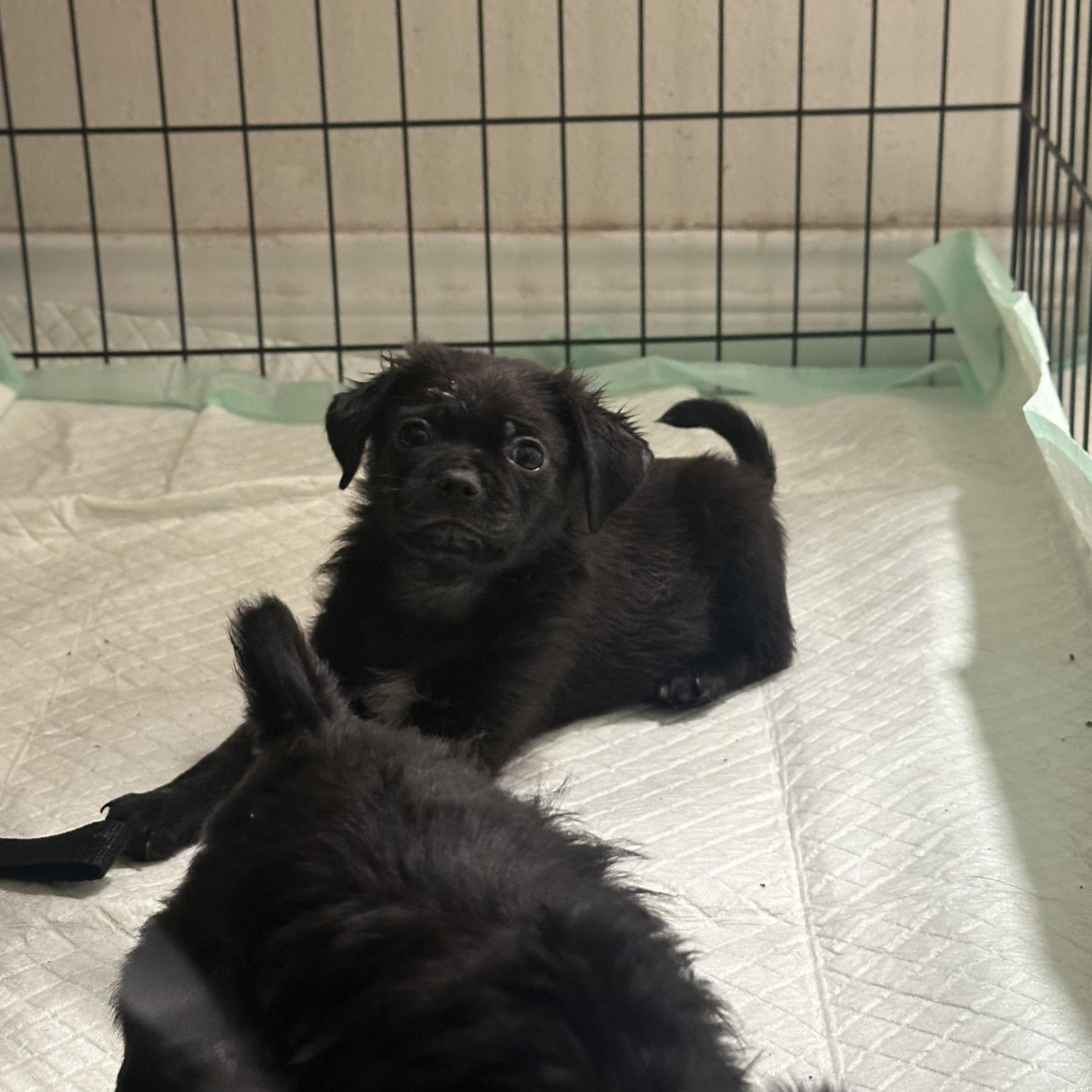 Alexander, Adopted, Puppy Male Pug.