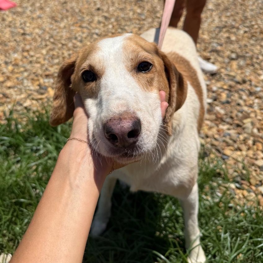 Enlarge HK, a ADOPTABLE Mixed Breed in Springhill, LA image 1/1