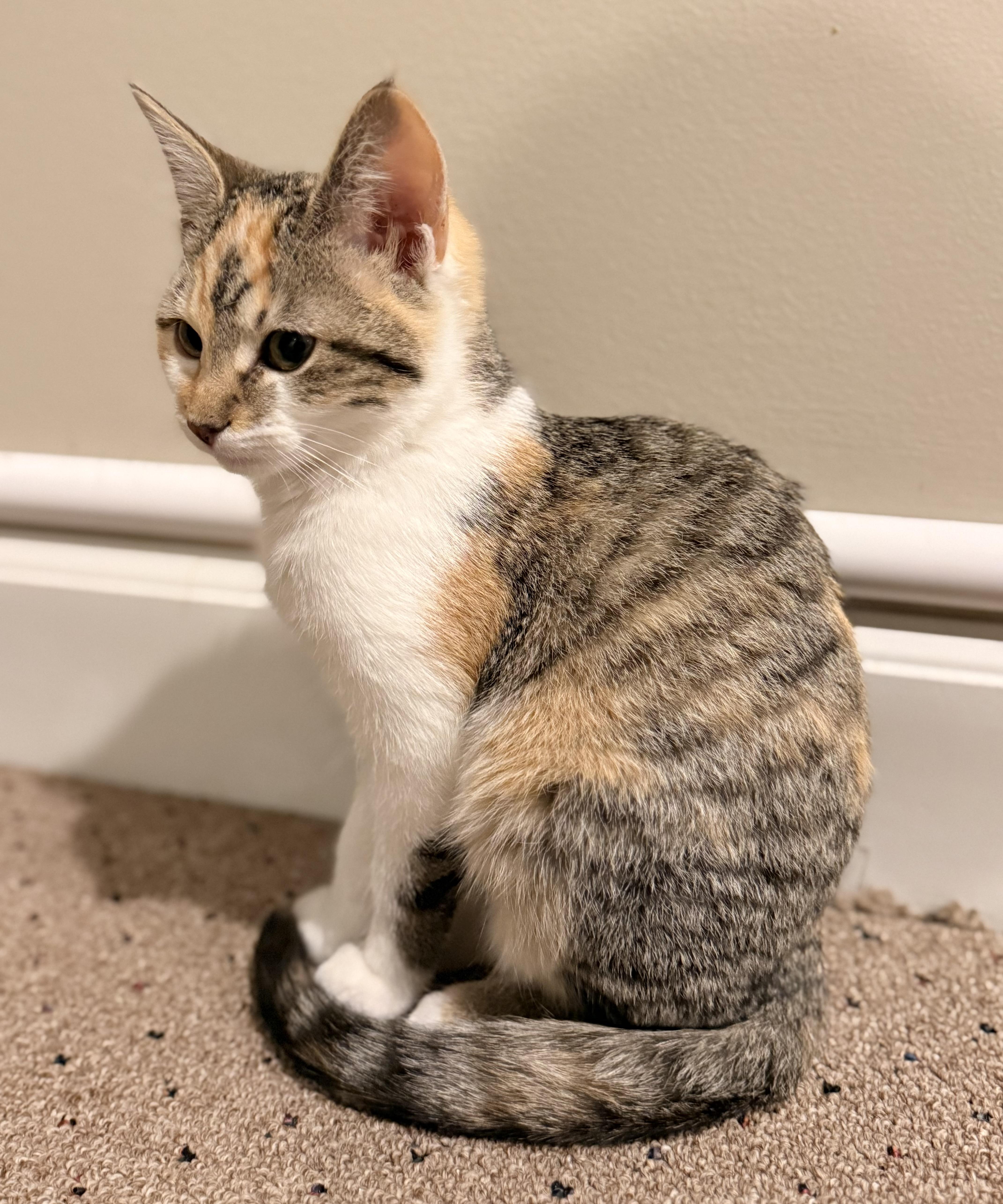 Enlarge Tator Tot, a Adoptable mixed breed in Overland Park, KS image 1/1