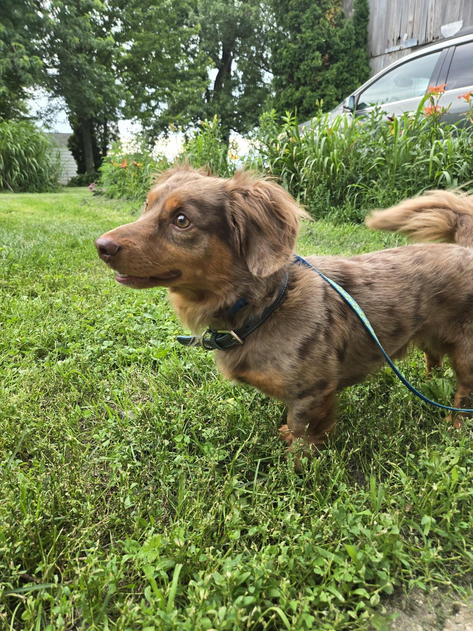 Enlarge Leo cute dachshund, a Adopted Dachshund (Miniature Long Haired) in RUSSIAVILLE, IN image 3/4