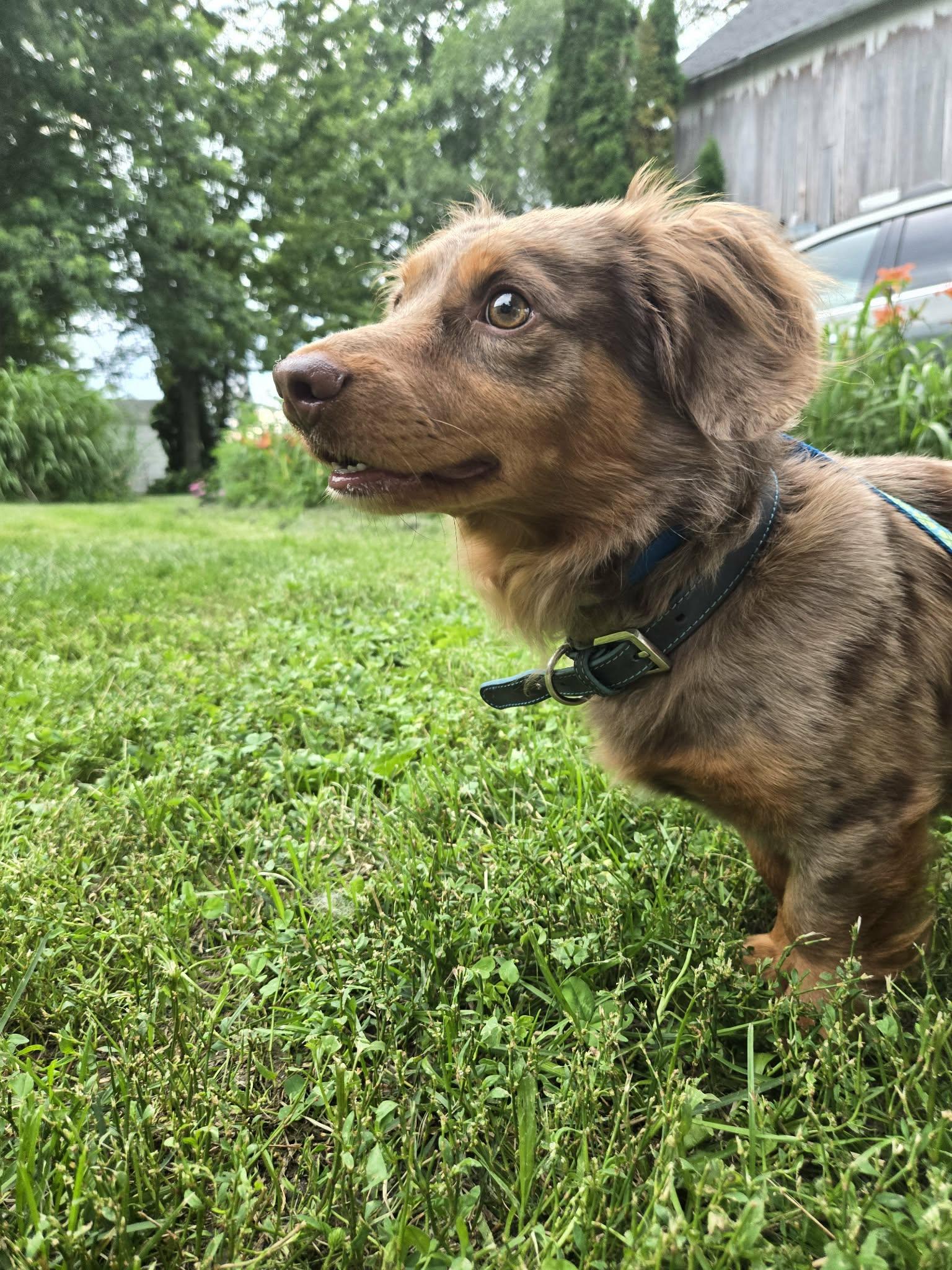 Enlarge Leo cute dachshund, a Adopted Dachshund (Miniature Long Haired) in RUSSIAVILLE, IN image 4/4
