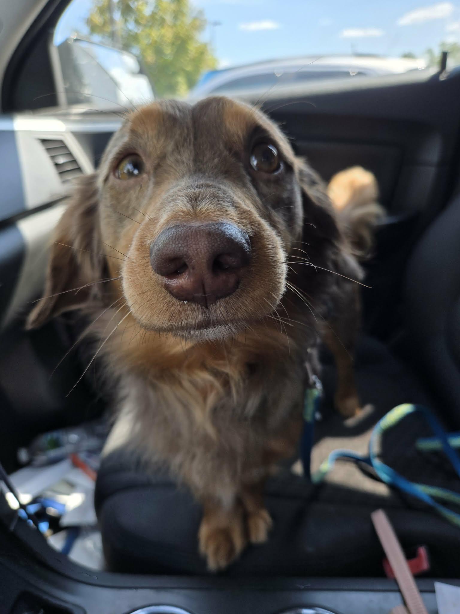 Leo cute dachshund, Adopted, Adult Male Dachshund (Miniature Long Haired).