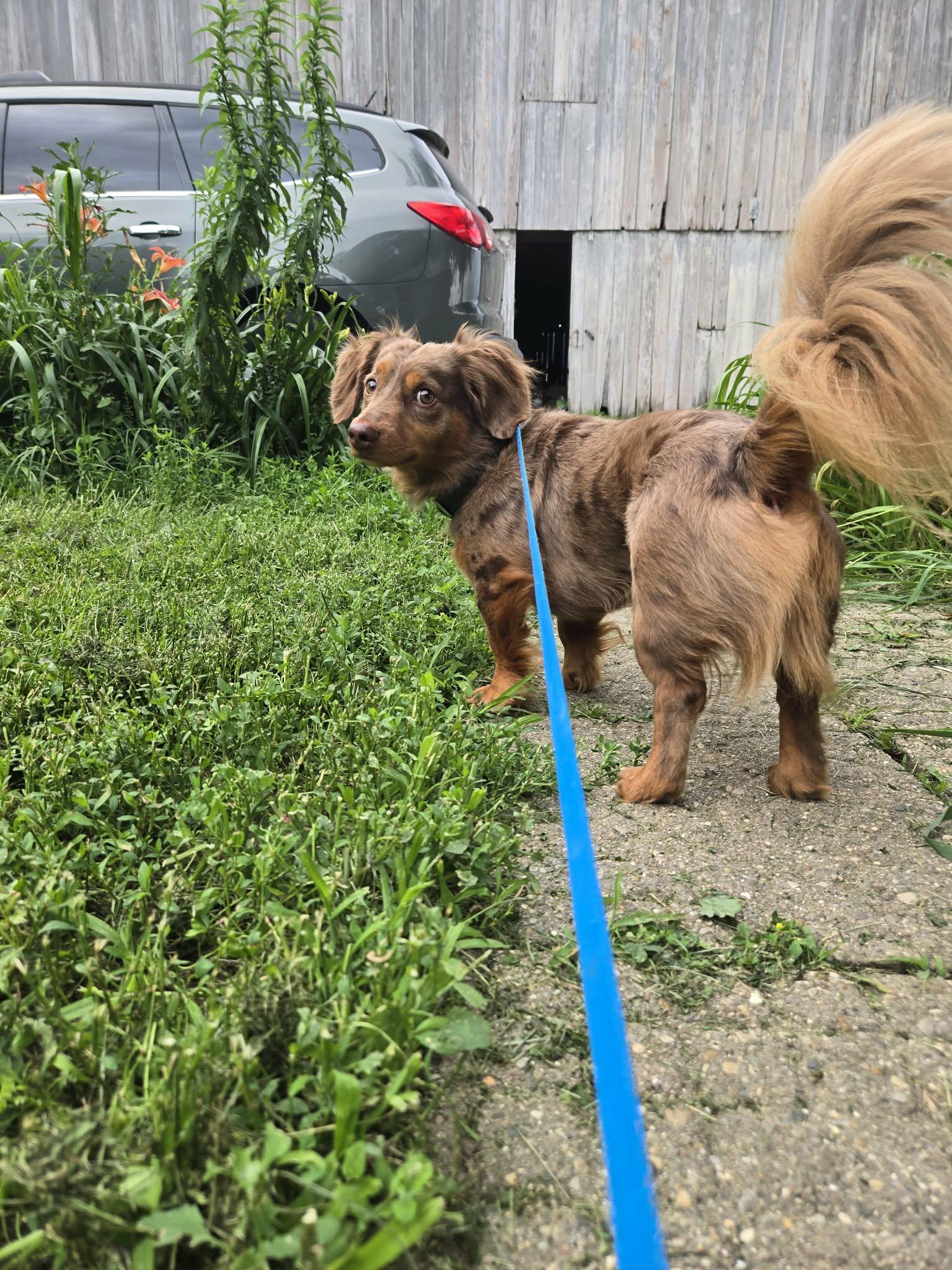 Enlarge Leo cute dachshund, a Adopted Dachshund (Miniature Long Haired) in RUSSIAVILLE, IN image 2/4