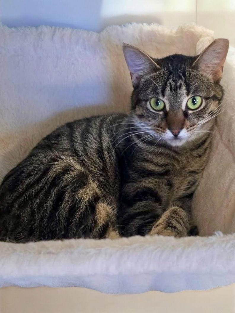 Annie, Adoptable, Adult Female Domestic Short Hair.