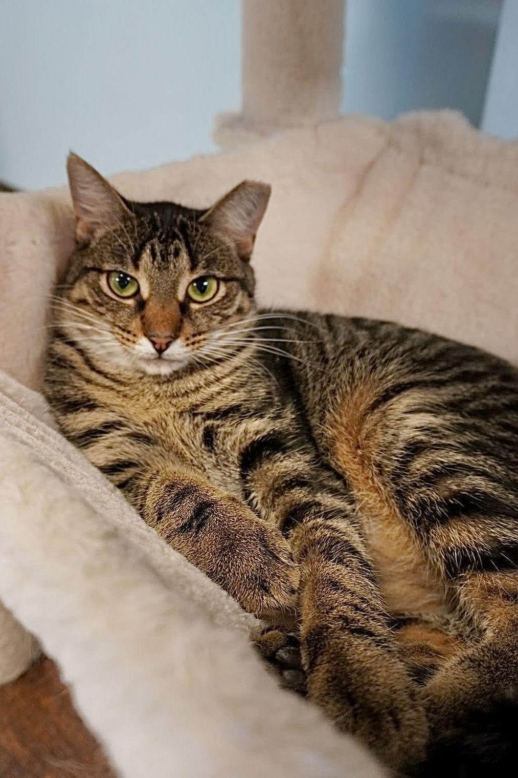 Enlarge Annie, a Adoptable Domestic Short Hair in Champaign, IL image 3/3