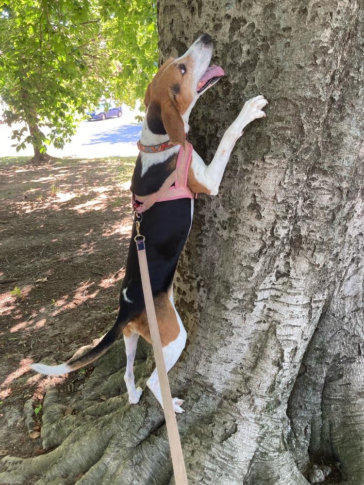 Geneva, Adoptable, Adult Female Treeing Walker Coonhound.