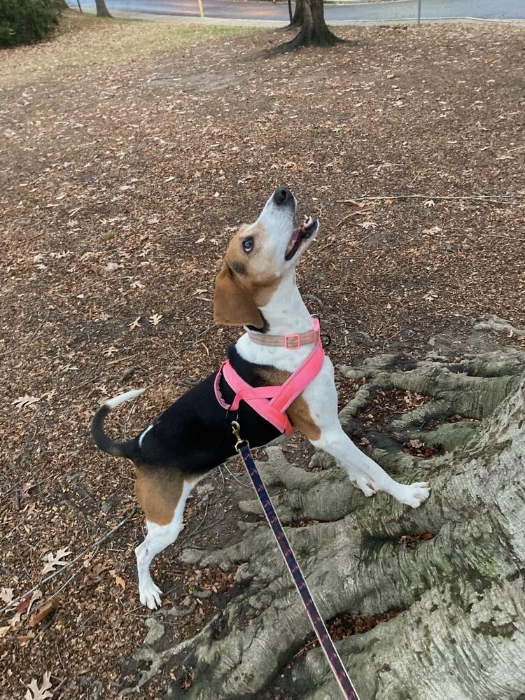 Enlarge Geneva, a Adoptable Treeing Walker Coonhound in Greenbelt, MD image 2/5
