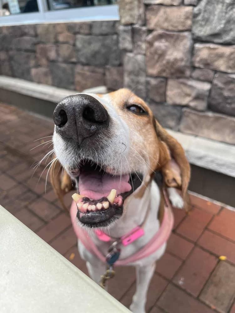 Enlarge Geneva, a Adoptable Treeing Walker Coonhound in Greenbelt, MD image 3/5