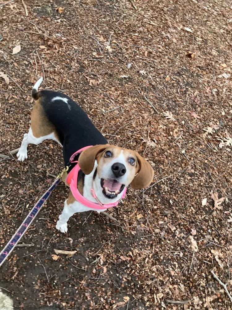 Enlarge Geneva, a Adoptable Treeing Walker Coonhound in Greenbelt, MD image 4/5