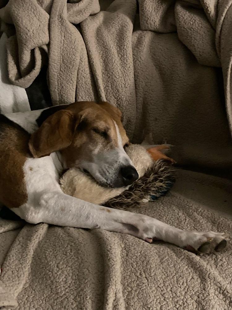 Enlarge Geneva, a Adoptable Treeing Walker Coonhound in Greenbelt, MD image 5/5