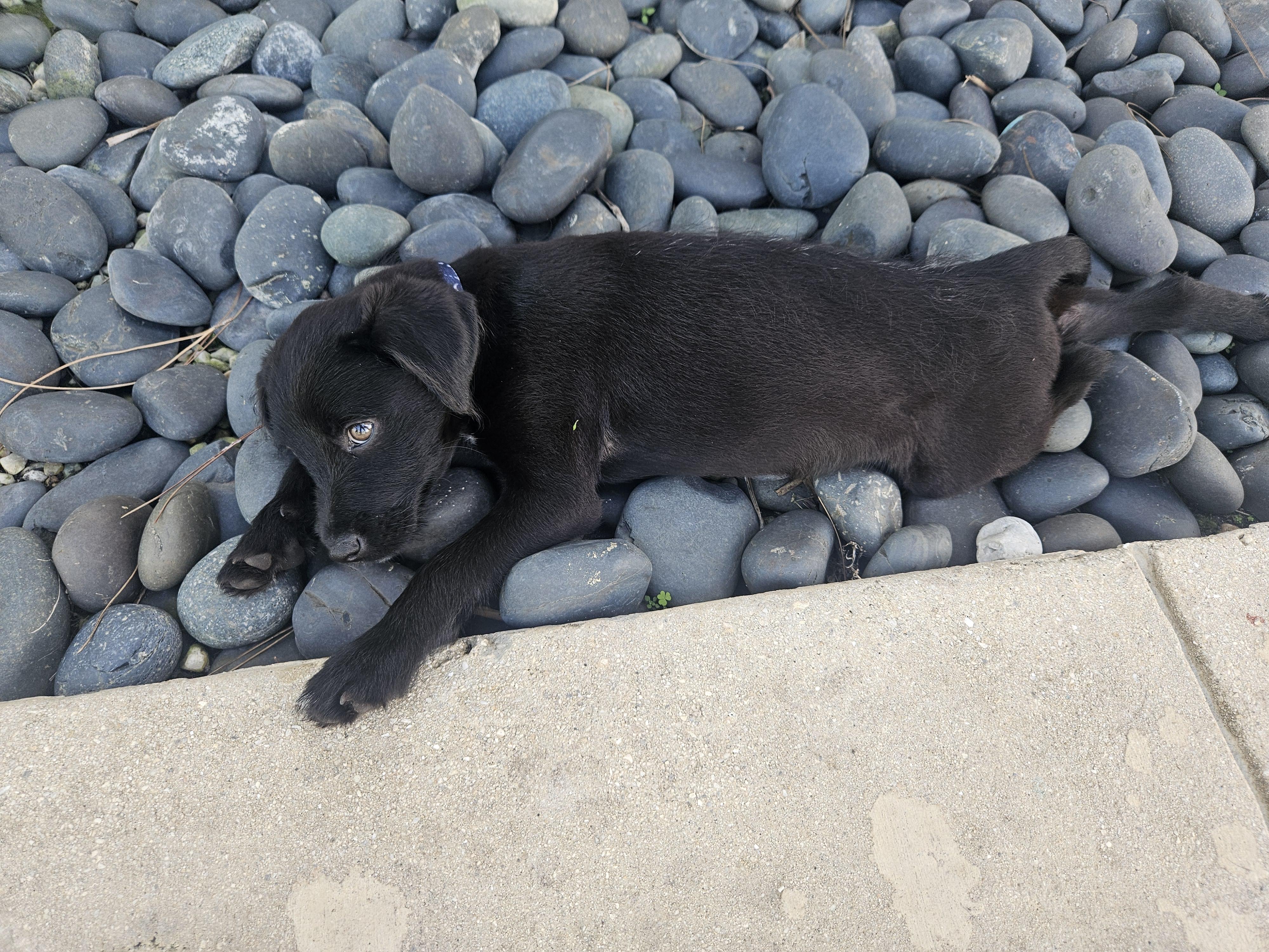 Cypress , ADOPTABLE, Puppy Male Black Labrador Retriever & German Wirehaired Pointer.