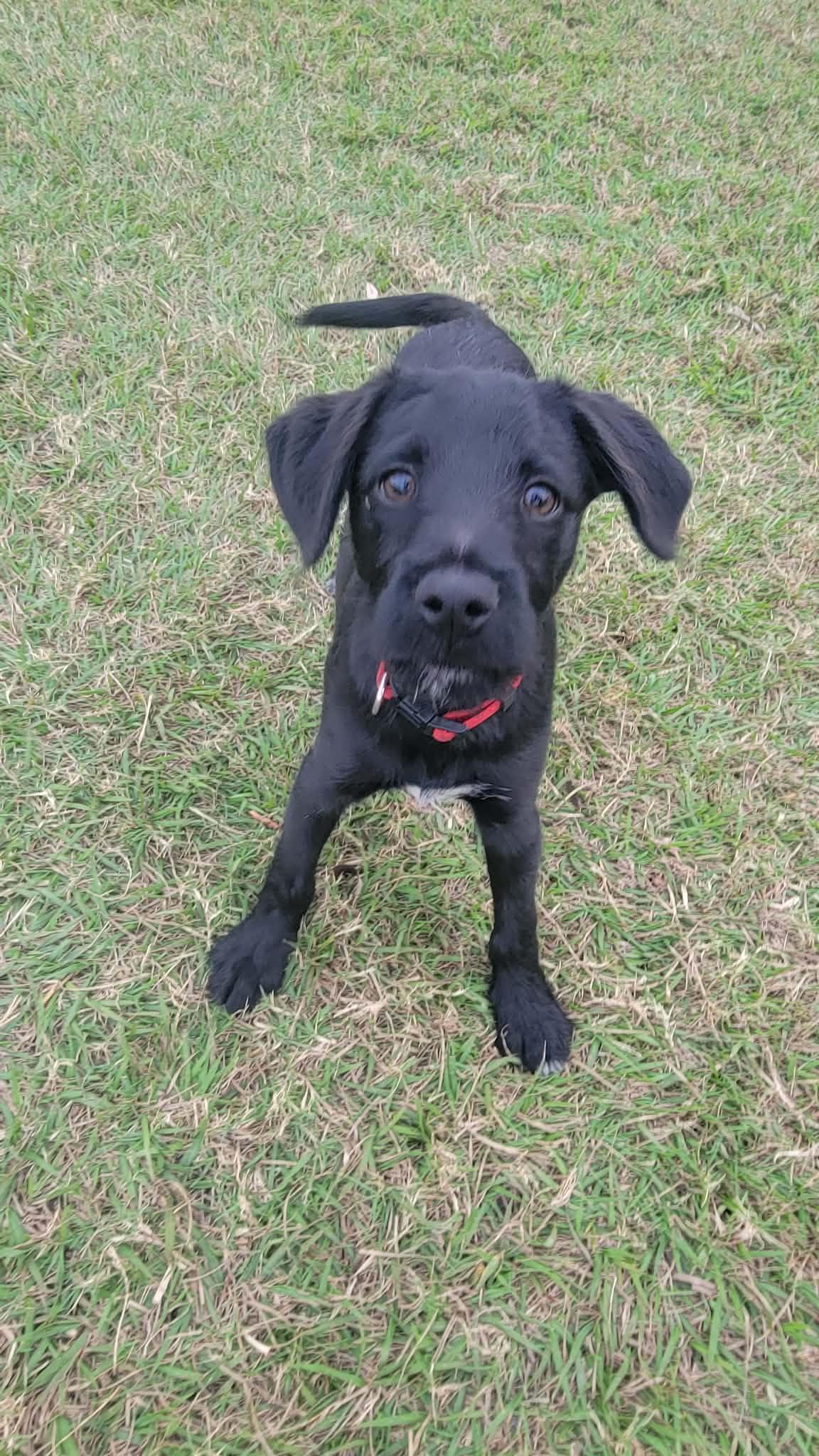 Cypress , ADOPTABLE, Puppy Male Black Labrador Retriever & German Wirehaired Pointer.