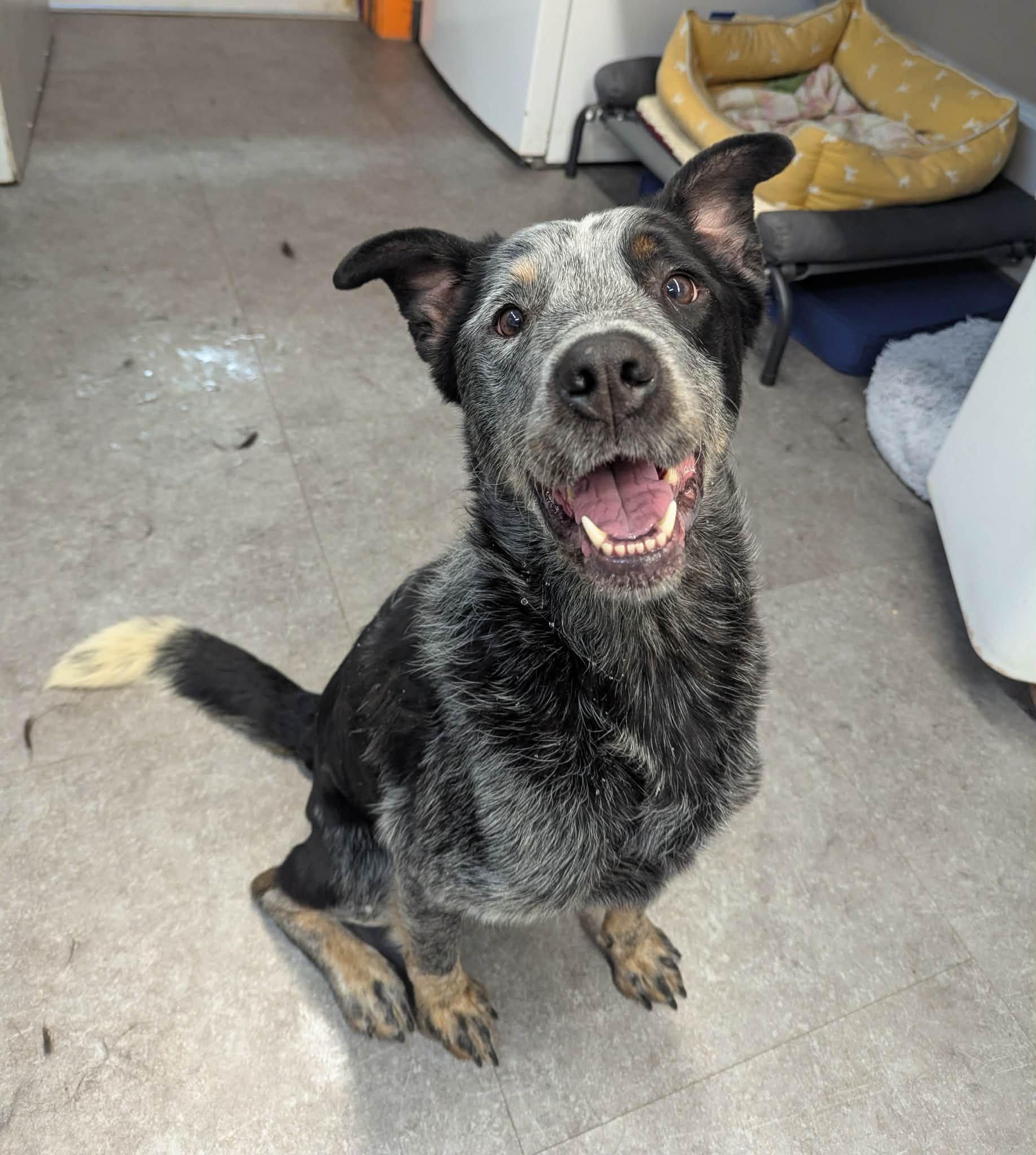 Banjo, adoptable, Adult Male Australian Cattle Dog / Blue Heeler.