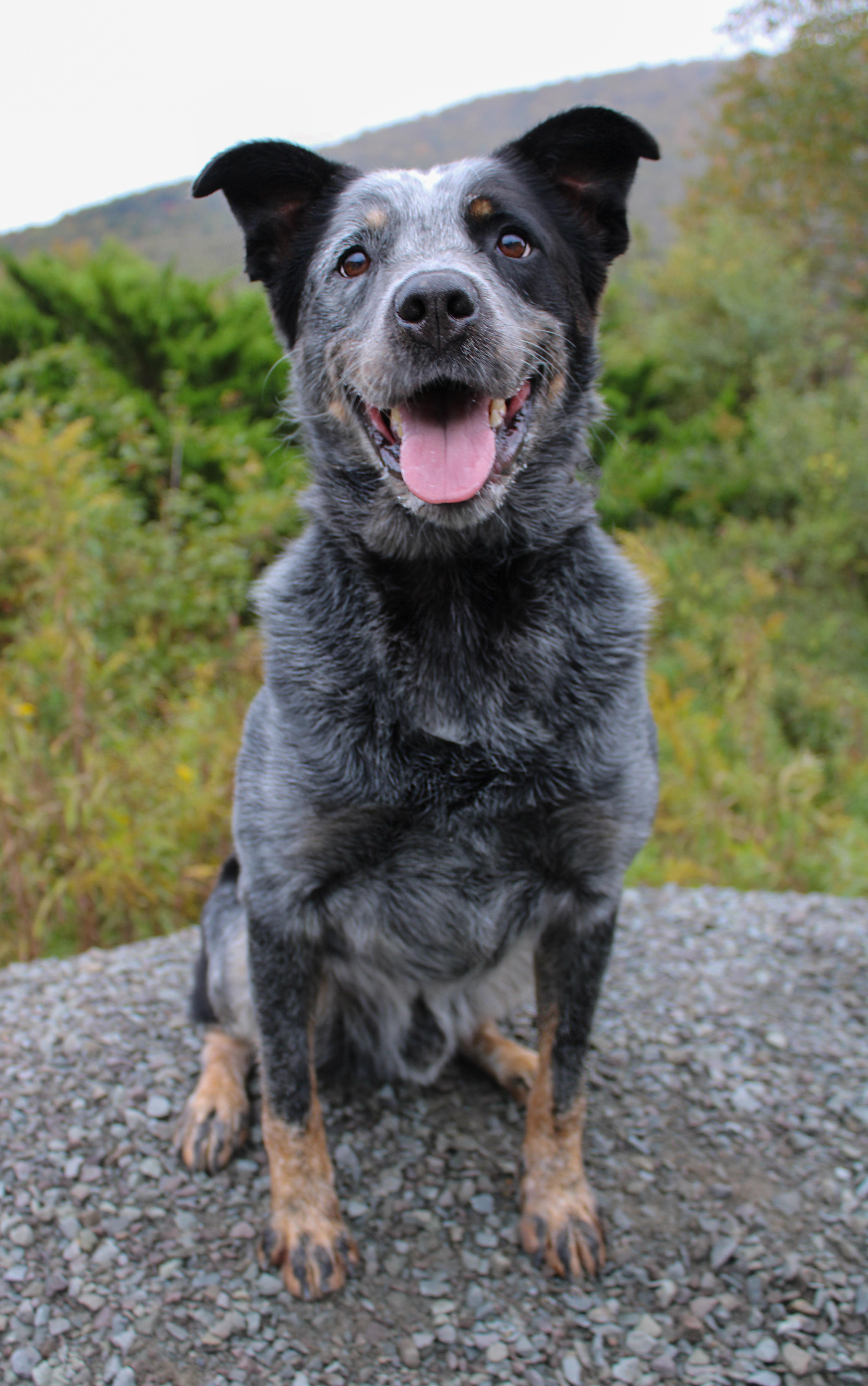 Banjo, Adoptable, Adult Male Australian Cattle Dog / Blue Heeler.